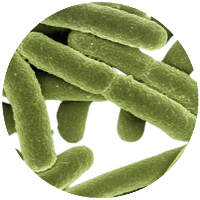 Microbes